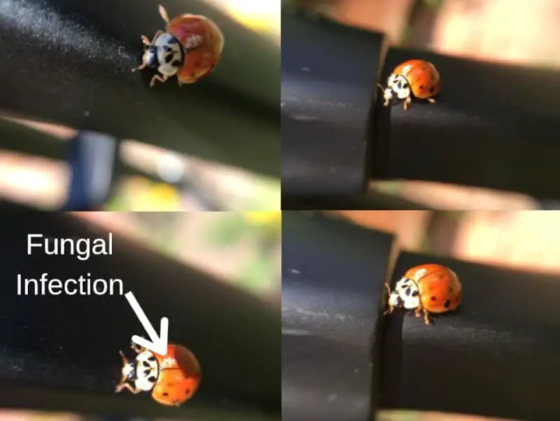 asian lady bird beetle with fungal infection