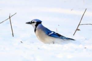 blue jay