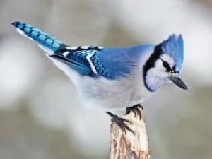 blue-jay