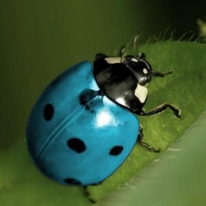 blue ladybug from pinterest