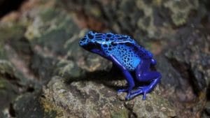 blue poison dart frog