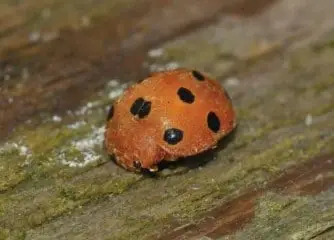 bryony-ladybug