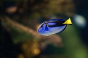 dory fish