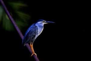 little blue heron