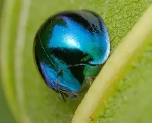 steelblue ladybug