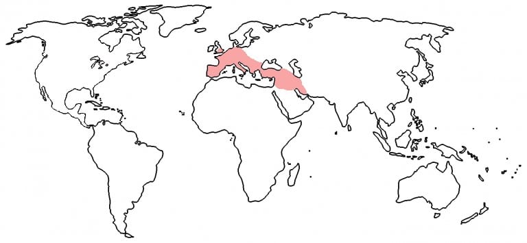 west-asia-europe-uk