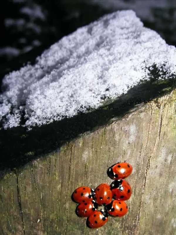 what do ladybugs live