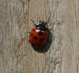eleven spotted lady beetle