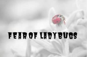 fear of ladybugs