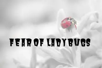 fear of ladybugs