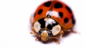 ladybug