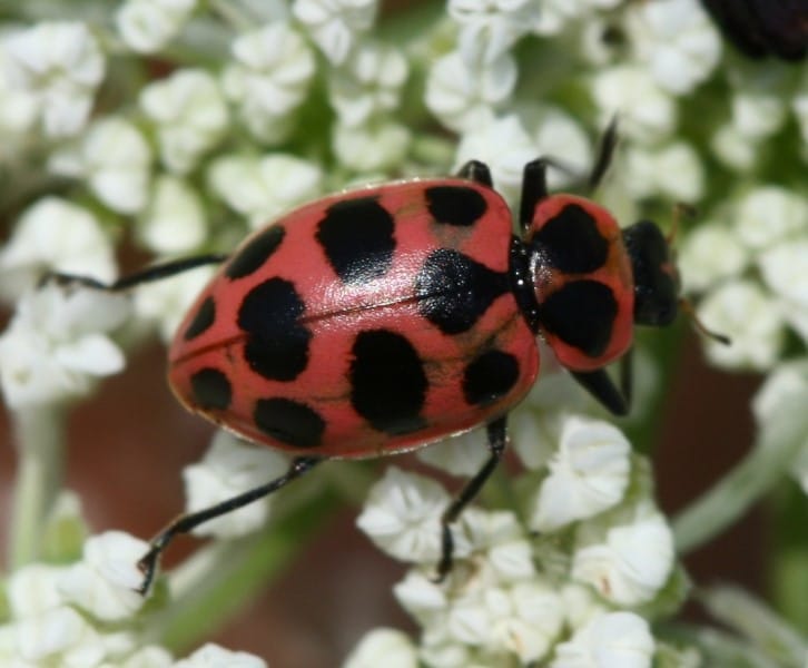 Pink Ladybug