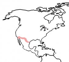 pink ladybug - locaation map