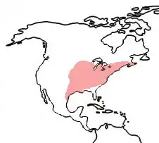 pink ladybug map