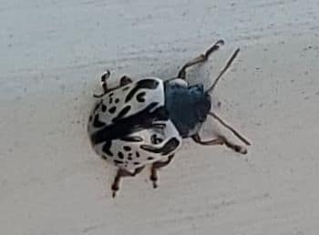 Calligrapha Beetle