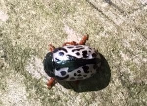 Calligrapha Beetle