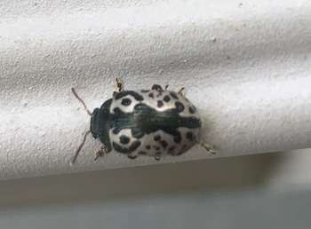 Calligrapha Beetle